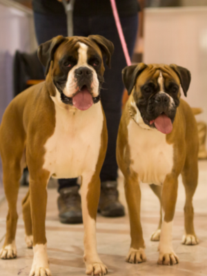 boxers