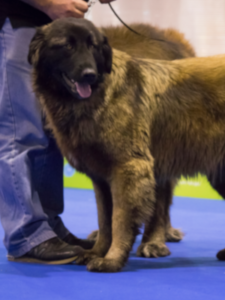 dogcfc
