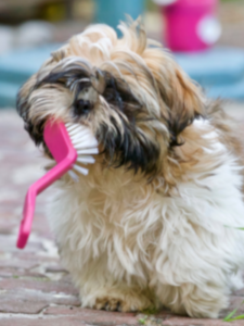grooming