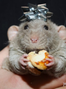 rat